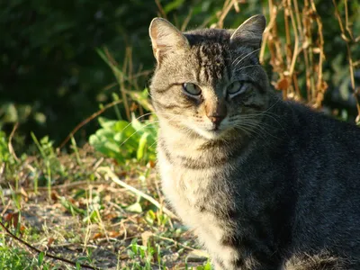 Уличные коты / Stray cats - Совсем косой кот. 👀Что он видит и куда смотрит  - загадка. Бегает он весьма проворно, собак не боится. И к себе близко не  подпускает. | Facebook