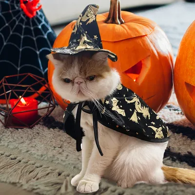 Костюм кота и Волшебника костюм для домашних кошек костюм на Хэллоуин костюм  волшебника кота ведьмы шляпа костюмы для домашних собак и волшебников плащ  накидка для собак и кошек | AliExpress