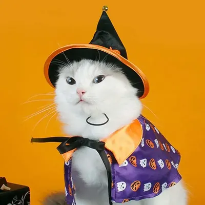 Костюм кота нося на хеллоуин с тыквой Стоковое Фото - изображение  насчитывающей тайна, костюм: 76180450