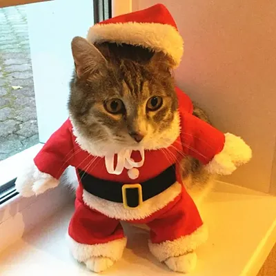 Рождественские костюмы для кошек, смешная одежда для маленьких кошек и  собак, Рождественская, новогодняя, зимняя одежда для кошек | AliExpress