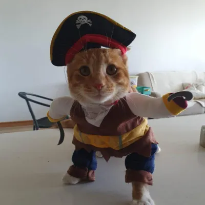 Забавные костюмы для кошек, костюм пирата, одежда для кошек, костюм  котенка, корсара, костюм на Хэллоуин, костюмы для щенков, нарядная  праздничная одежда для кошек – купить по низким ценам в интернет-магазине  Joom