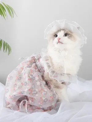 Новогодние костюмы для кошек и котов | Смешные кошки | Дзен