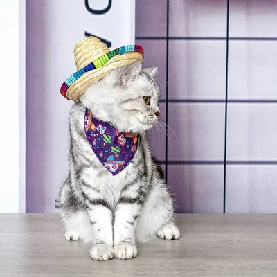 Костюм кошки на Хэллоуин - Крыло летучей мыши с тыквой в форме рожков для  домашних животных. - купить с доставкой по выгодным ценам в  интернет-магазине OZON (1200967998)