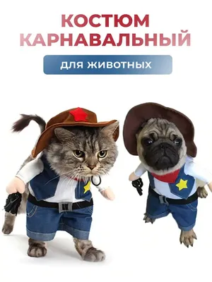 Весёлый костюм для кота или кошки - Sikumi.lv. Идеи для подарков