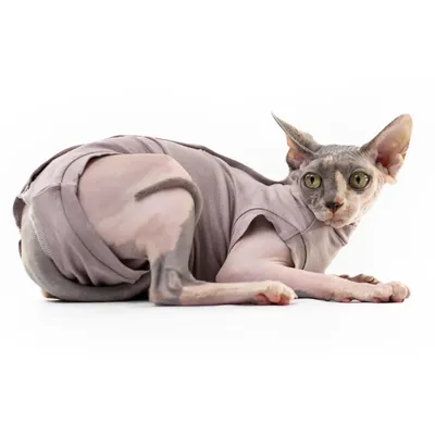 Костюм динозавра для котов, Одежда для домашних животных размер L  (ID#1935324391), цена: 499 ₴, купить на Prom.ua
