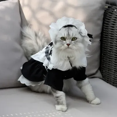 костюм моряка кота стоковое изображение. изображение насчитывающей способ -  10293175