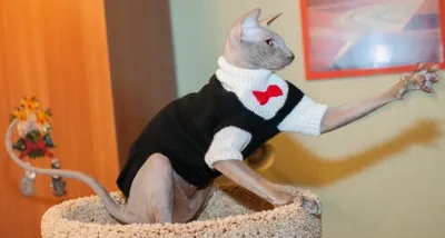 Костюм кота горничной и шляпы, милая одежда для кошек, котят, юбка для  косплея животных, костюмы для косплея кота на Хэллоуин | AliExpress