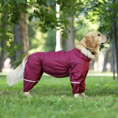 Карнавальный, новогодний костюм \"Пират\" для собаки. Одежда для собак  (ID#627017911), цена: 270 ₴, купить на Prom.ua