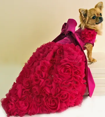 Одежда для животных JOY Одежда для собак крупных и средних пород Комбинезон  дождевик для самок 35S - купить с доставкой по выгодным ценам в  интернет-магазине OZON (301541967)