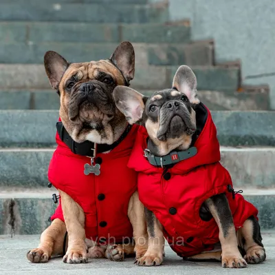 Red riding hood and granny costume idea | Dog halloween costumes, Dog  halloween, Cool halloween costumes