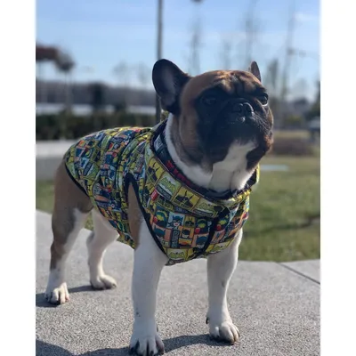 Модная одежда для собак в интернет-бутике DollyDog. Продажа эксклюзивной  одежды для маленьких собак