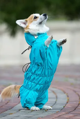 Одежда для собак, теплый Жилет куртка Winter Для французского бульдога,  мопса весна, осень, зима (ID#643351290), цена: 839 ₴, купить на Prom.ua