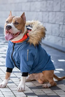 Одежда для собак в Красноярске - Интернет-магазин Балу