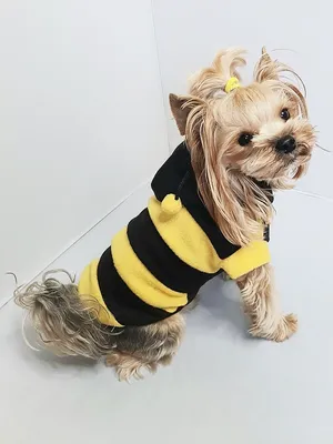 Pet Fashion Костюм Орион одежда для собак | Интернет-магазин зоотоваров