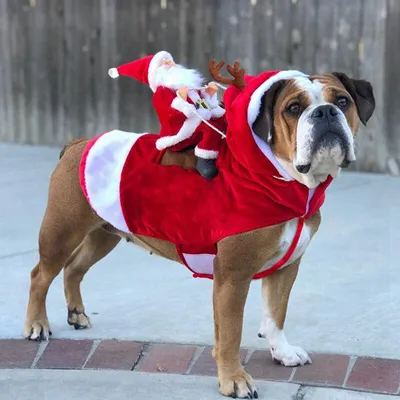 Костюм карнавальный для собак Дед Мороз XL красный (мальчик), цвет Красный,  цены, купить в интернет-магазине Четыре Лапы с быстрой доставкой