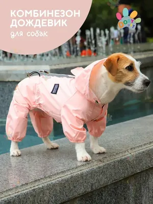 Смешной костюм для собаки | Костюмы для собак, Собаки, Животные своими  руками