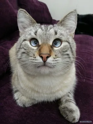 Косой - кот из Vetland Adoption уже дома