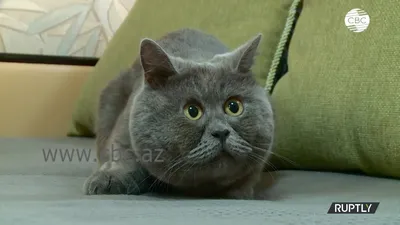 Почему среди сиамских кошек раньше часто встречалось косоглазие и хвост с  заломом | Кошка.ru | Дзен