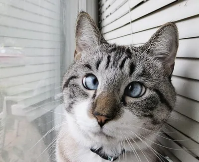 Ростовский кот покоряет соцсети необычным взглядом - YouTube