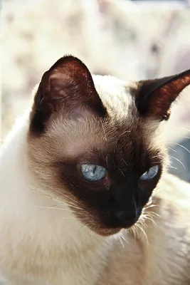 Порода кошек с косыми глазами - Кот, пёс и я
