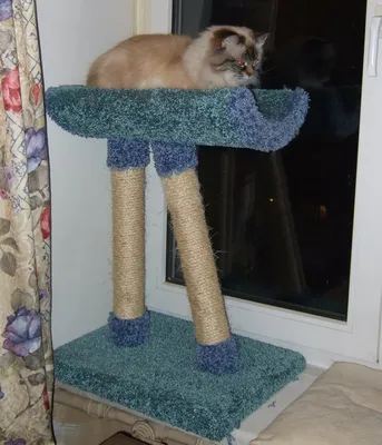 Спанглс - самый милый косоглазый кот в интернете - ЯПлакалъ