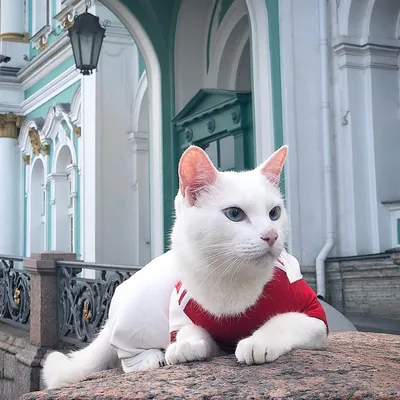 Самый популярный кот мира: как Ахилл из Эрмитажа стал лучшим оракулом ЧМ |  Sobaka.ru