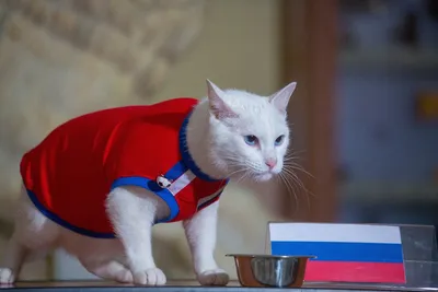 Эрмитажный кот Ахилл вошел в число финалистов международной премии -  Российская газета