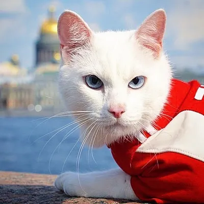 Самый популярный кот мира: как Ахилл из Эрмитажа стал лучшим оракулом ЧМ |  Sobaka.ru