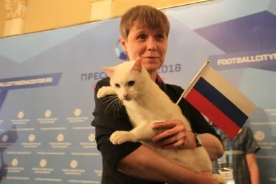 Рейтинг: кот Ахилл из Санкт-Петербурга стал самым популярным представителем  семейства кошачьих – Учительская газета