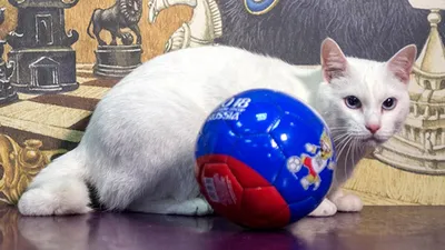 Эрмитажный кот-оракул Ахилл предсказал жаркое лето - YouTube