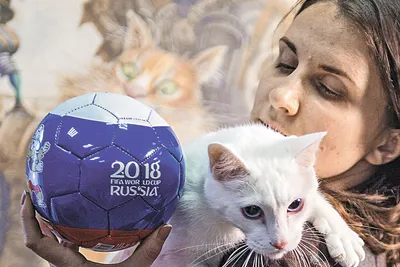 Эрмитажный кот Ахилл предсказал победу Италии | Санкт-Петербург Центр