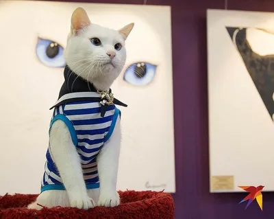 Эрмитажный кот Ахилл станет символом Кубка Конфедераций | Blog Fiesta