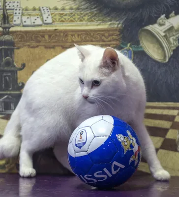Футбольный кот-оракул Ахилл стал приглашённой звездой на Дне эрмитажного  кота