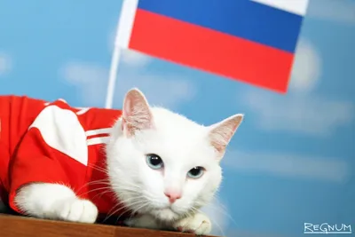 Эрмитажный кот Ахилл предсказал исход матча Швейцария - Швеция - Российская  газета