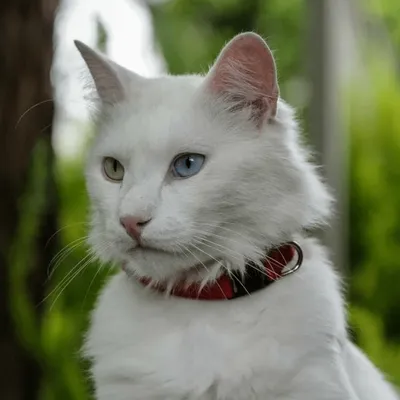 Ангорская кошка — Википедия