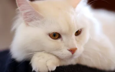Турецкая Ангора, Породы кошек, описание, уход - YouTube