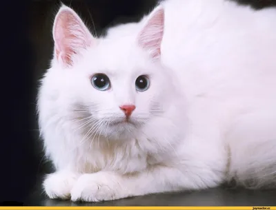 Турецкая ангора кошка: описание породы, правила ухода, характер, кормление