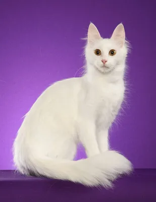 Ангорская кошка | Пикабу