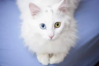 Красивый турецкий кот Ангора Стоковое Изображение - изображение  насчитывающей красивейшее, вискер: 162930755