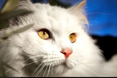 Турецкая Ангора, Уход и содержание, Породы кошек - YouTube