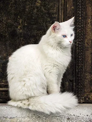 Турецкая ангора / Ангорская - «Самые умные и красивые кошки с интересным  характером. » | отзывы