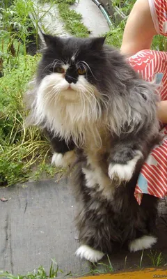 Ослепительный кот Баюн на фото в формате jpg