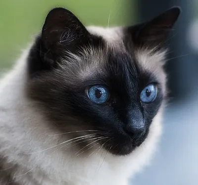 Балинезийская порода кошек - 70 фото