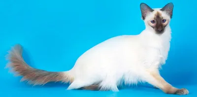 Балинез: «кузен» сиамского кота с голубыми глазами и покладистым нравом |  Приключения натуралиста | Дзен