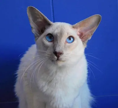 Балинезийская кошка (балинез): фото, характер, описание