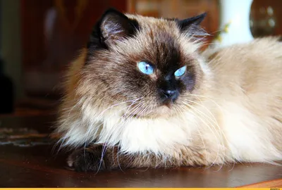 Красивый синеглазый кот породы балинез #кот #балинезийский #балинез  #красивыйкотик #balinese