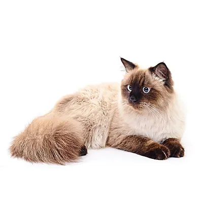 Балинезийская кошка: фото, характер, описание породы
