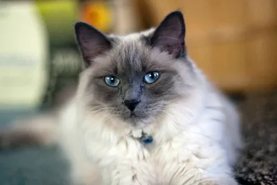 Толстый кот , балинез , голубые глаза…» — создано в Шедевруме