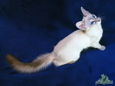 SS.lt Кошки, котята - Сиамская Сиамская длинношерстная Балинез. Родились  мальчик звонить лоток. - Объявления