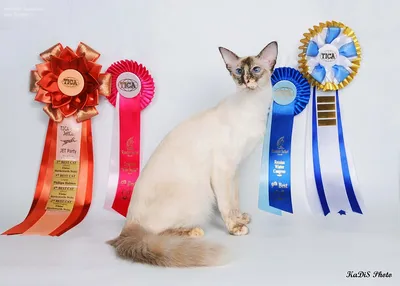 Балинезийская кошка (Балинез, балийская кошка) / Balinese Cat - PetsPoint.ru